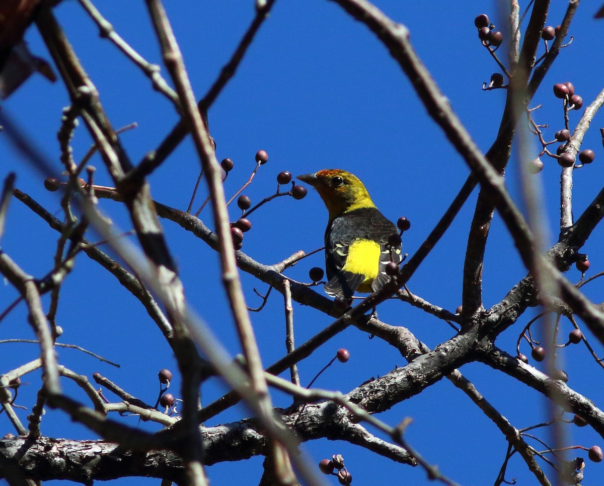 Western Tanager - ML631453244