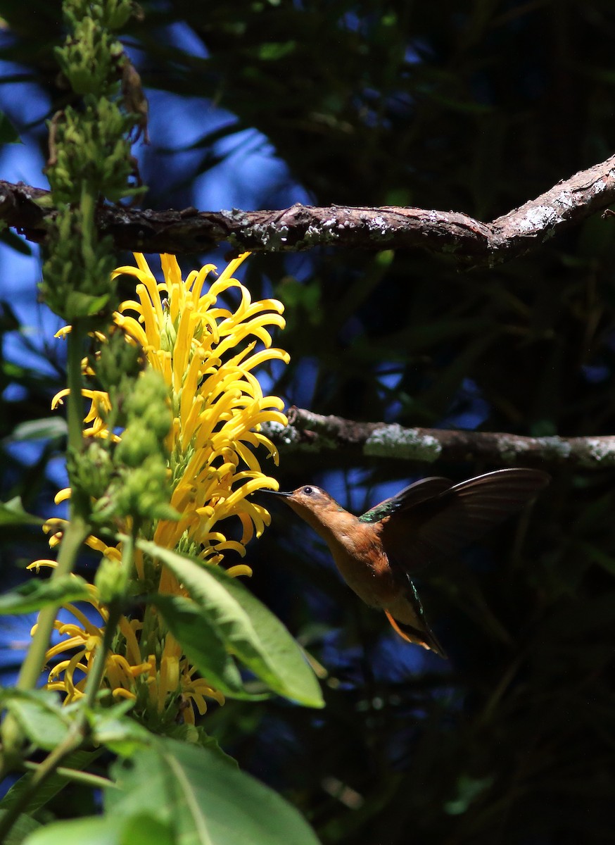 Rufous Sabrewing - ML631453254