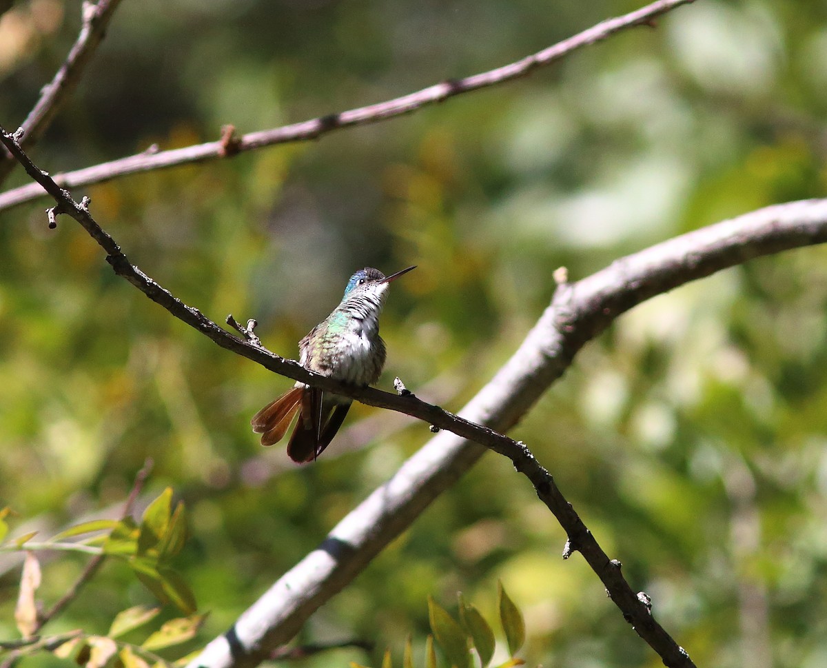 Azure-crowned Hummingbird (Azure-crowned) - ML631453259