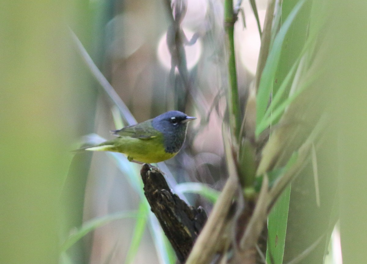 MacGillivray's Warbler - ML631453273
