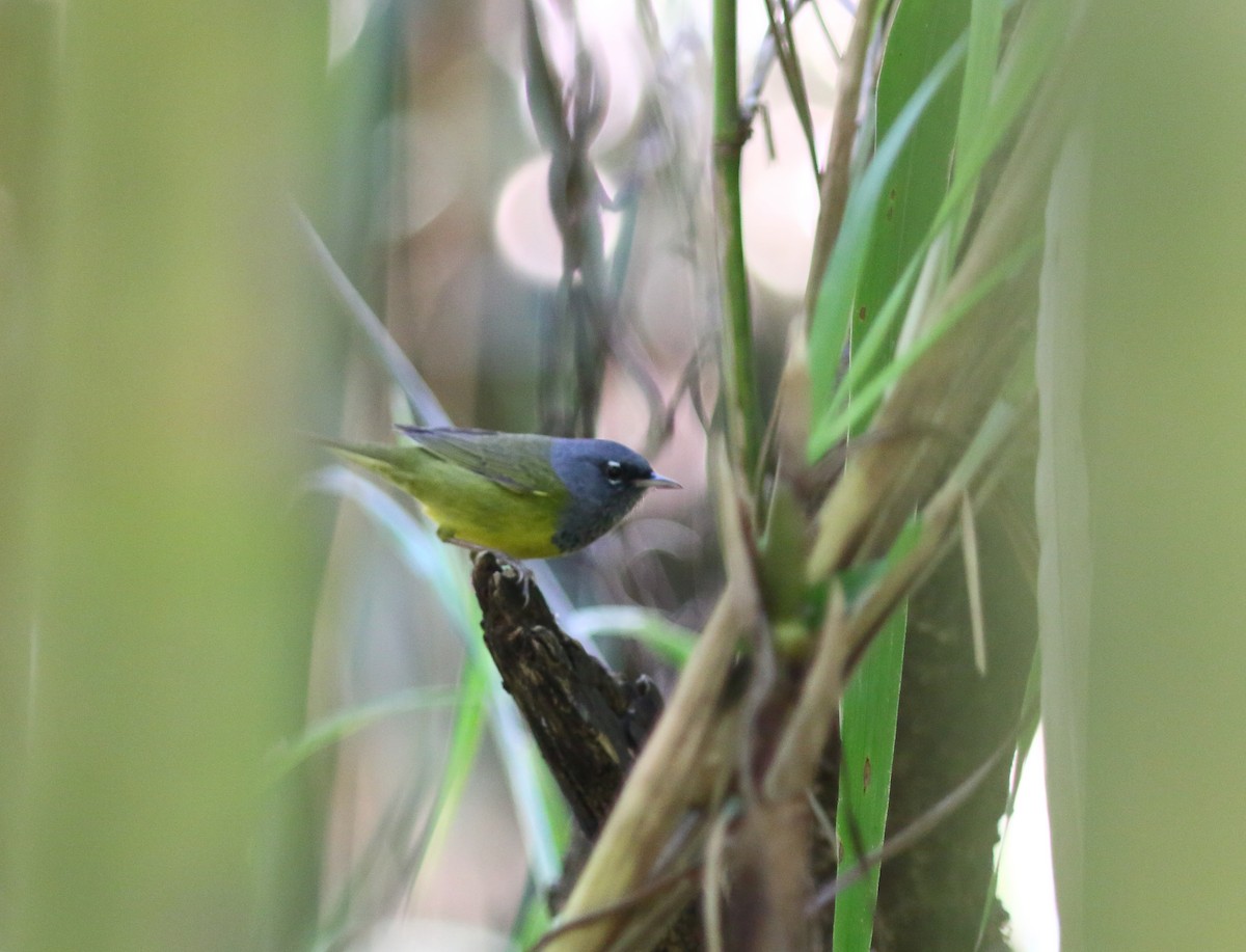 MacGillivray's Warbler - ML631453274