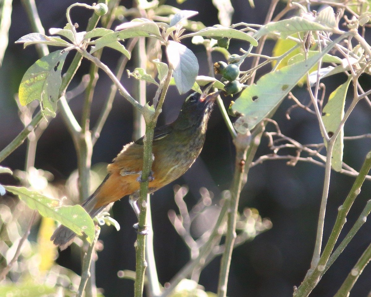 Cinnamon-bellied Saltator - ML631453304