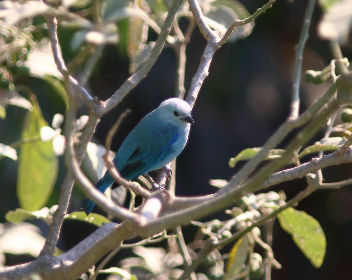 Blue-gray Tanager - ML631453309