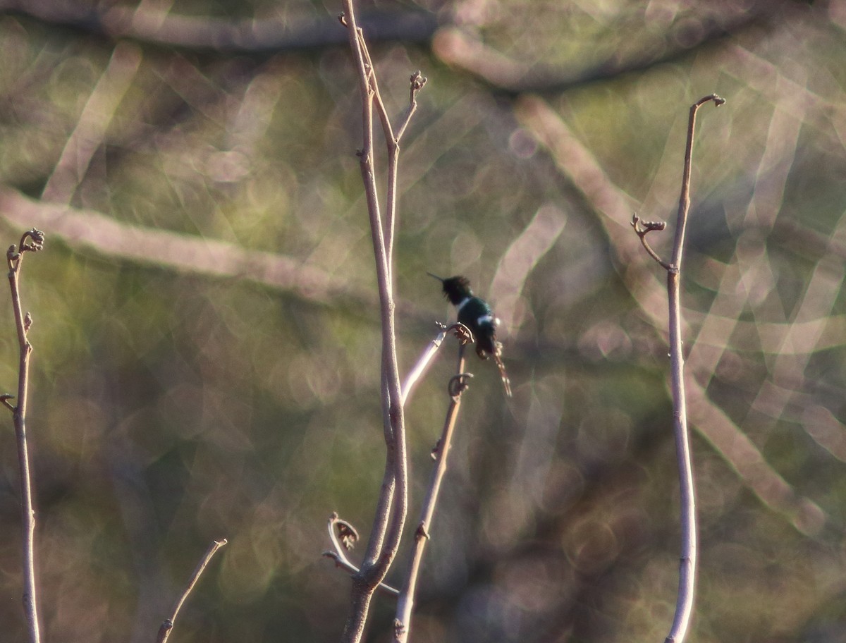 Sparkling-tailed Hummingbird - ML631453312