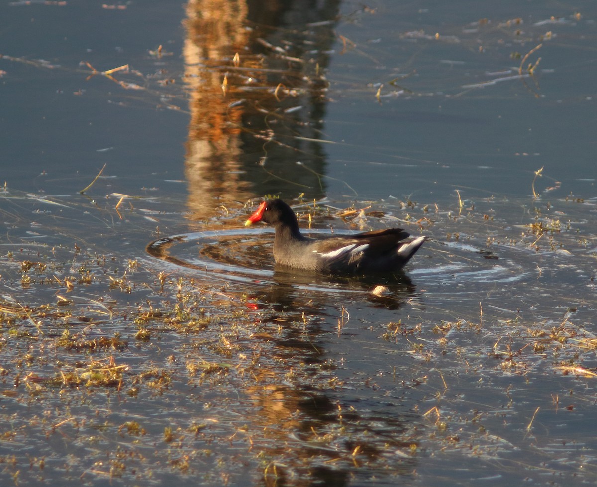 Common Gallinule - ML631453331