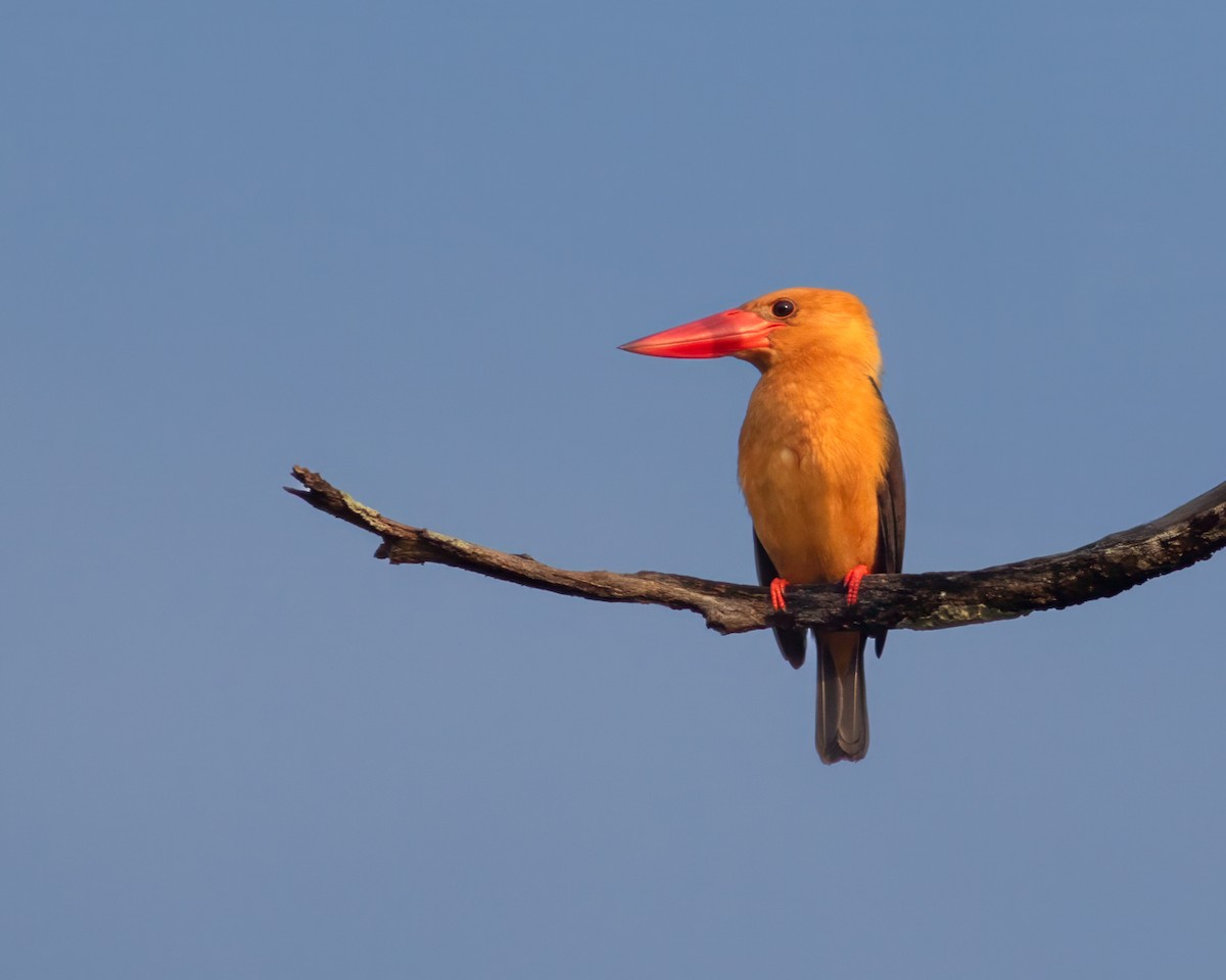 Brown-winged Kingfisher - ML631453471