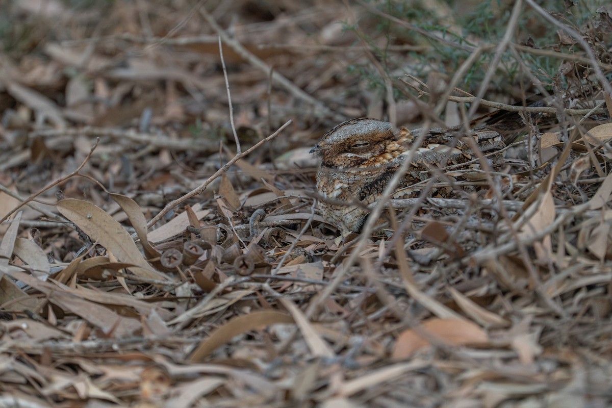 lelek rezavokrký - ML631453474