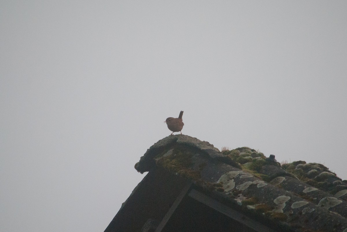 Eurasian Wren - ML631453485