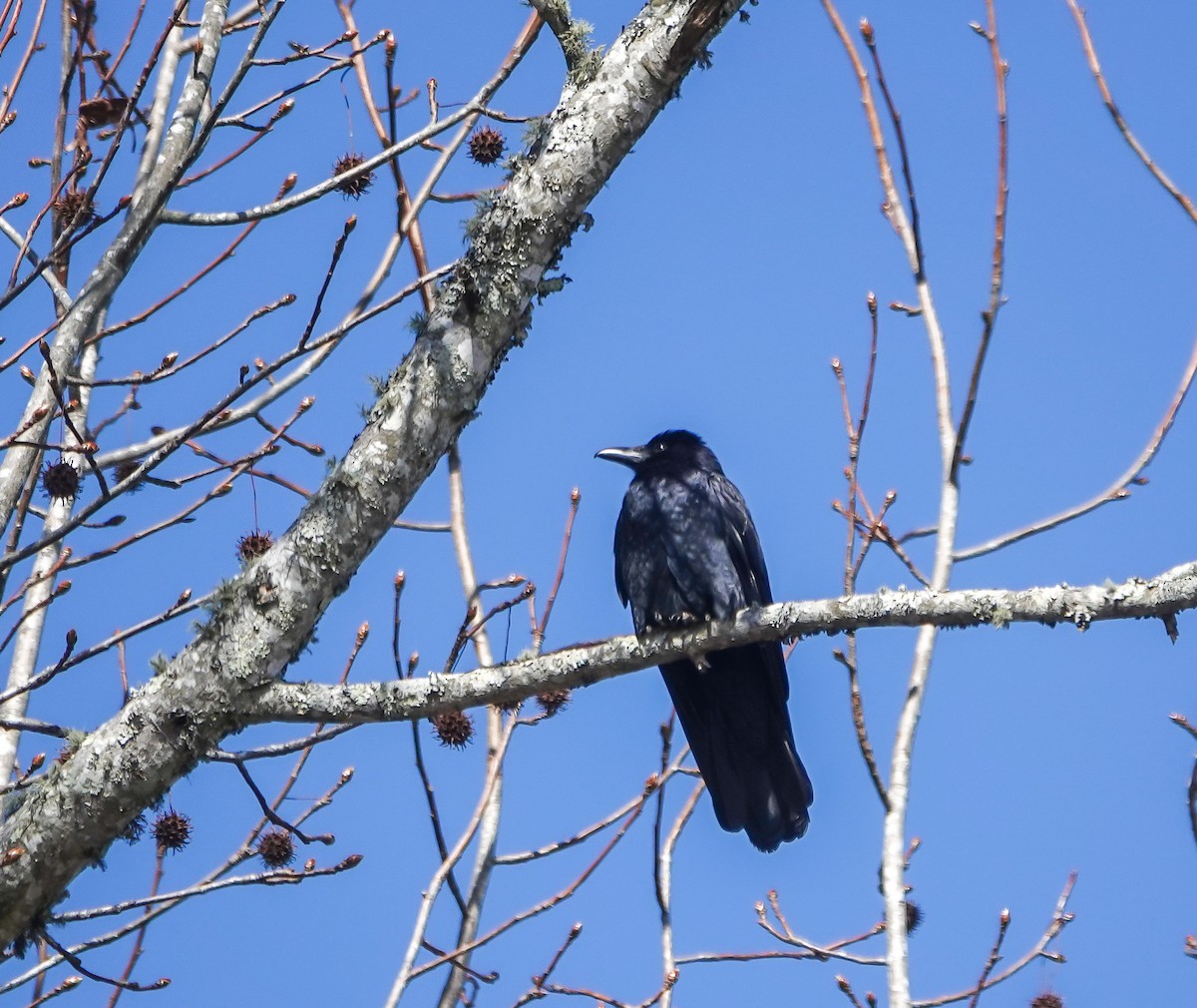 Fish Crow - ML631453492
