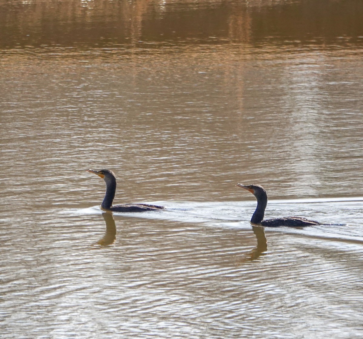 Double-crested Cormorant - ML631453495