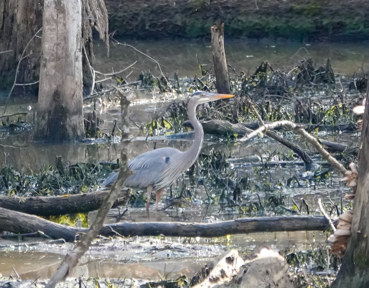 Great Blue Heron - ML631453544