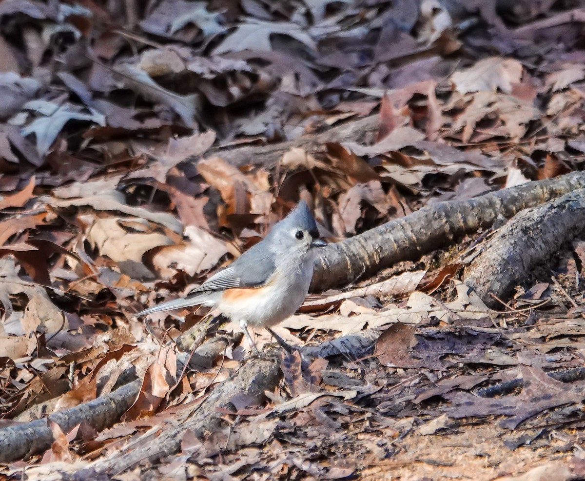 Tufted Titmouse - ML631453554