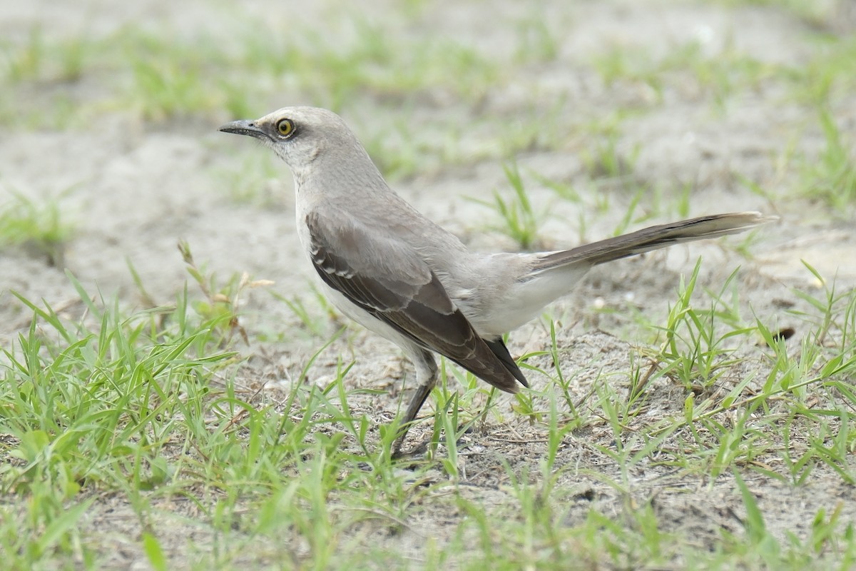 Tropical Mockingbird - ML631453608