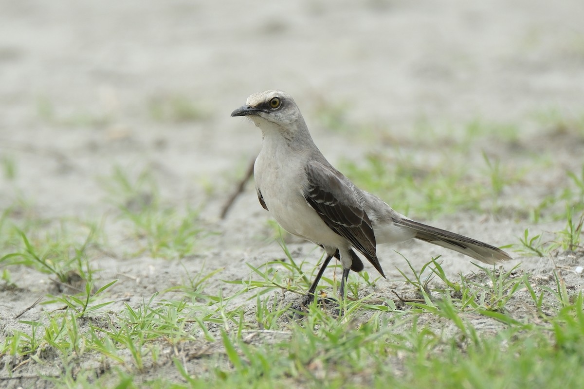 Tropical Mockingbird - ML631453609
