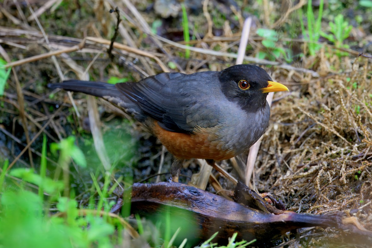 Chestnut-bellied Thrush - ML631453655