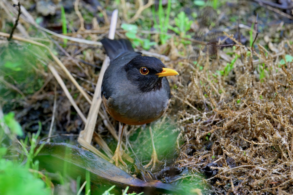 Chestnut-bellied Thrush - ML631453658