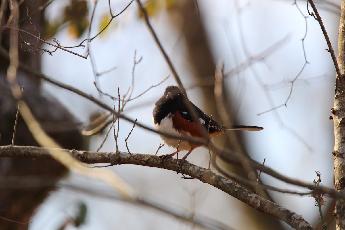 Eastern Towhee - ML631453681