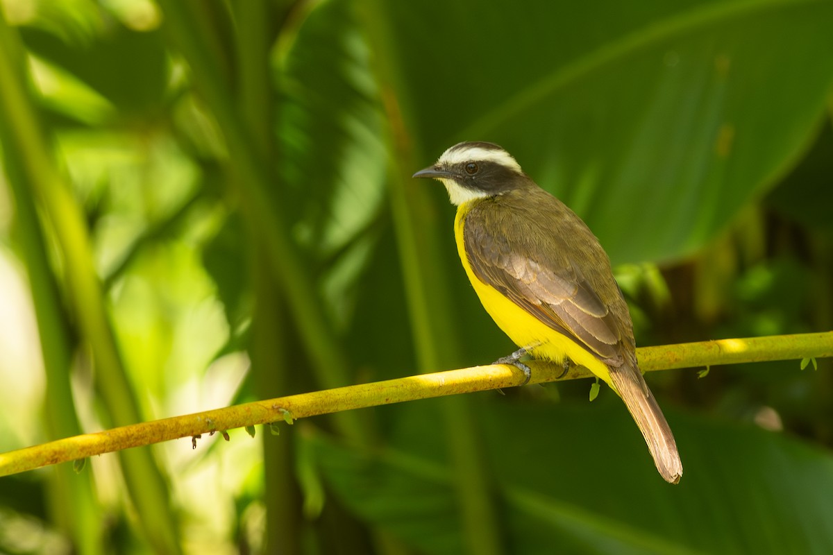 Rusty-margined Flycatcher - ML631453747