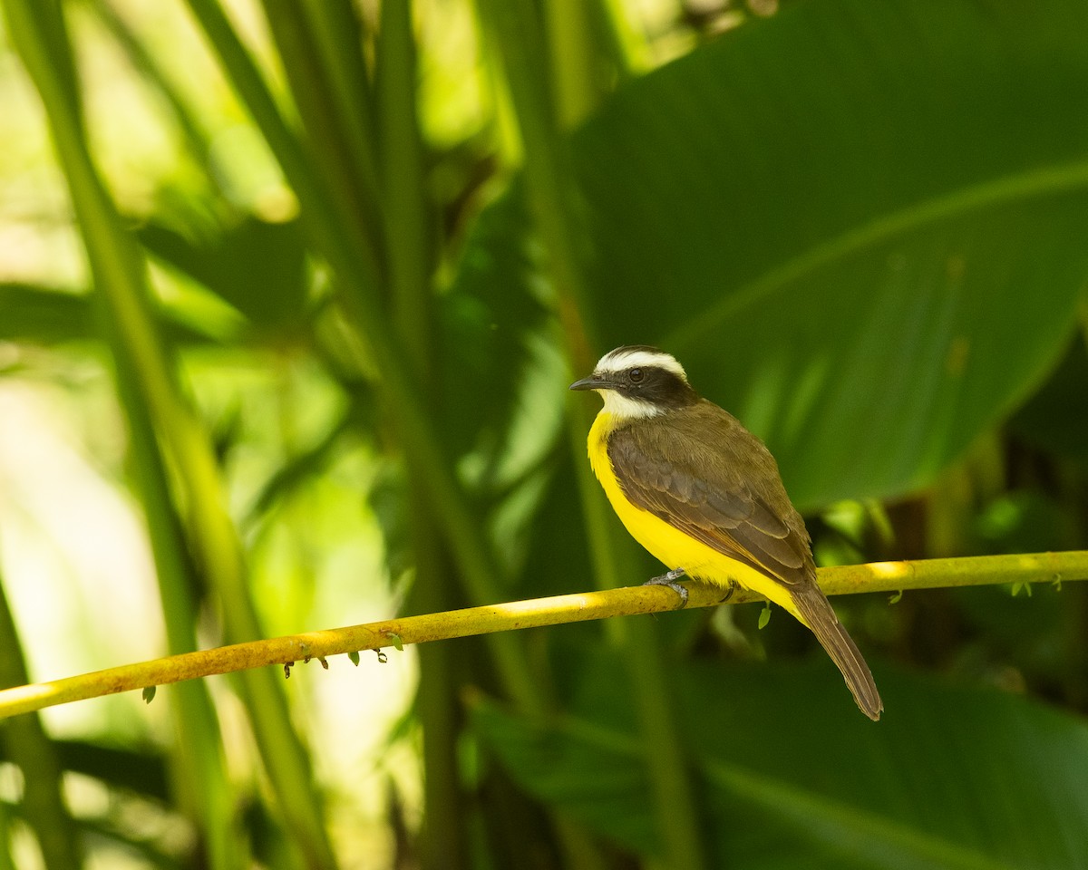 Rusty-margined Flycatcher - ML631453749