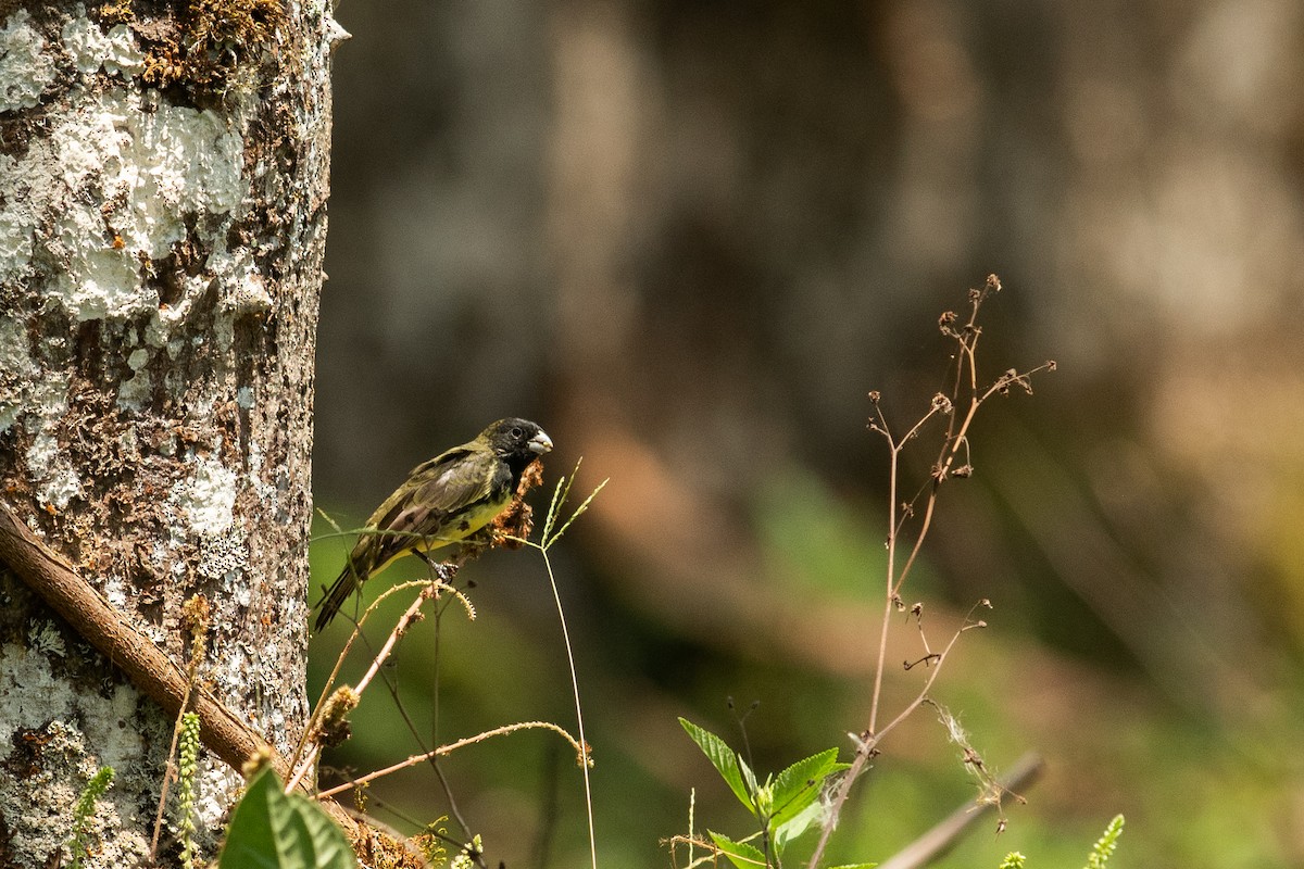 Yellow-bellied Seedeater - ML631453765
