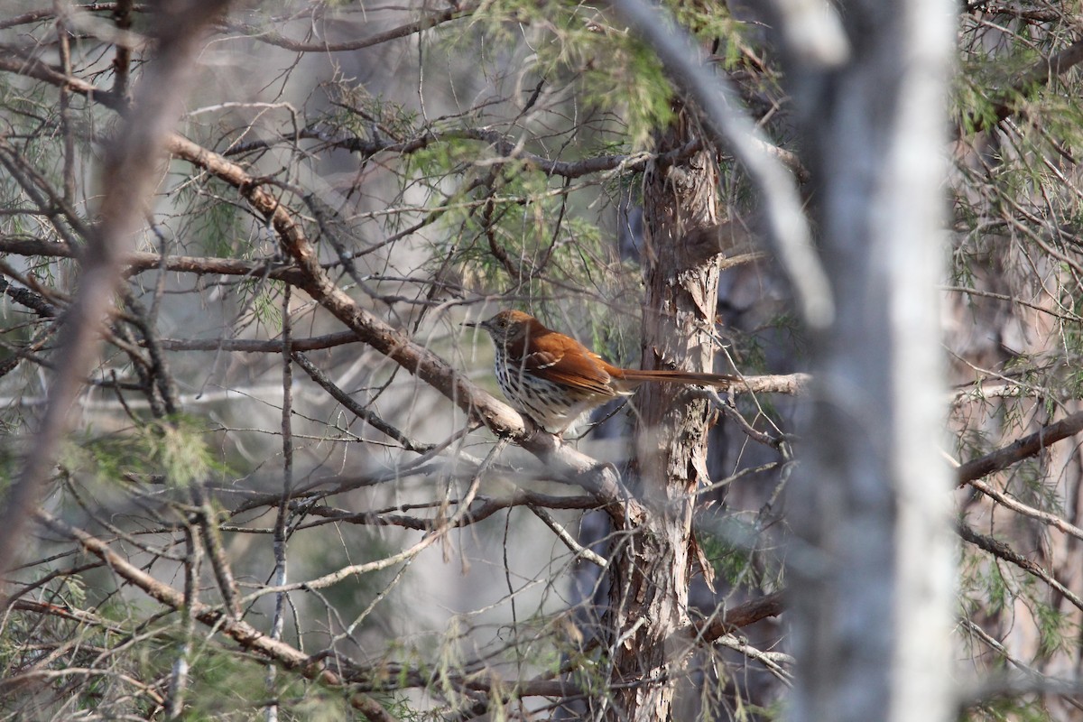 Brown Thrasher - ML631453775