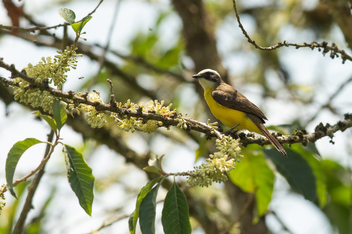 Rusty-margined Flycatcher - ML631453783