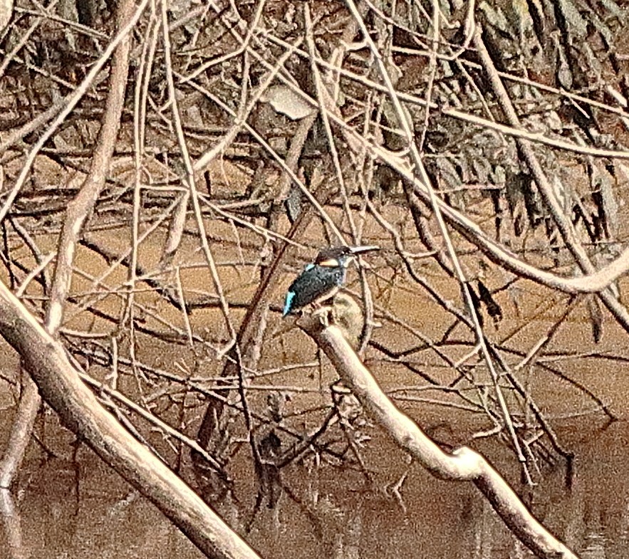 Malaysian Blue-banded Kingfisher - ML631453851
