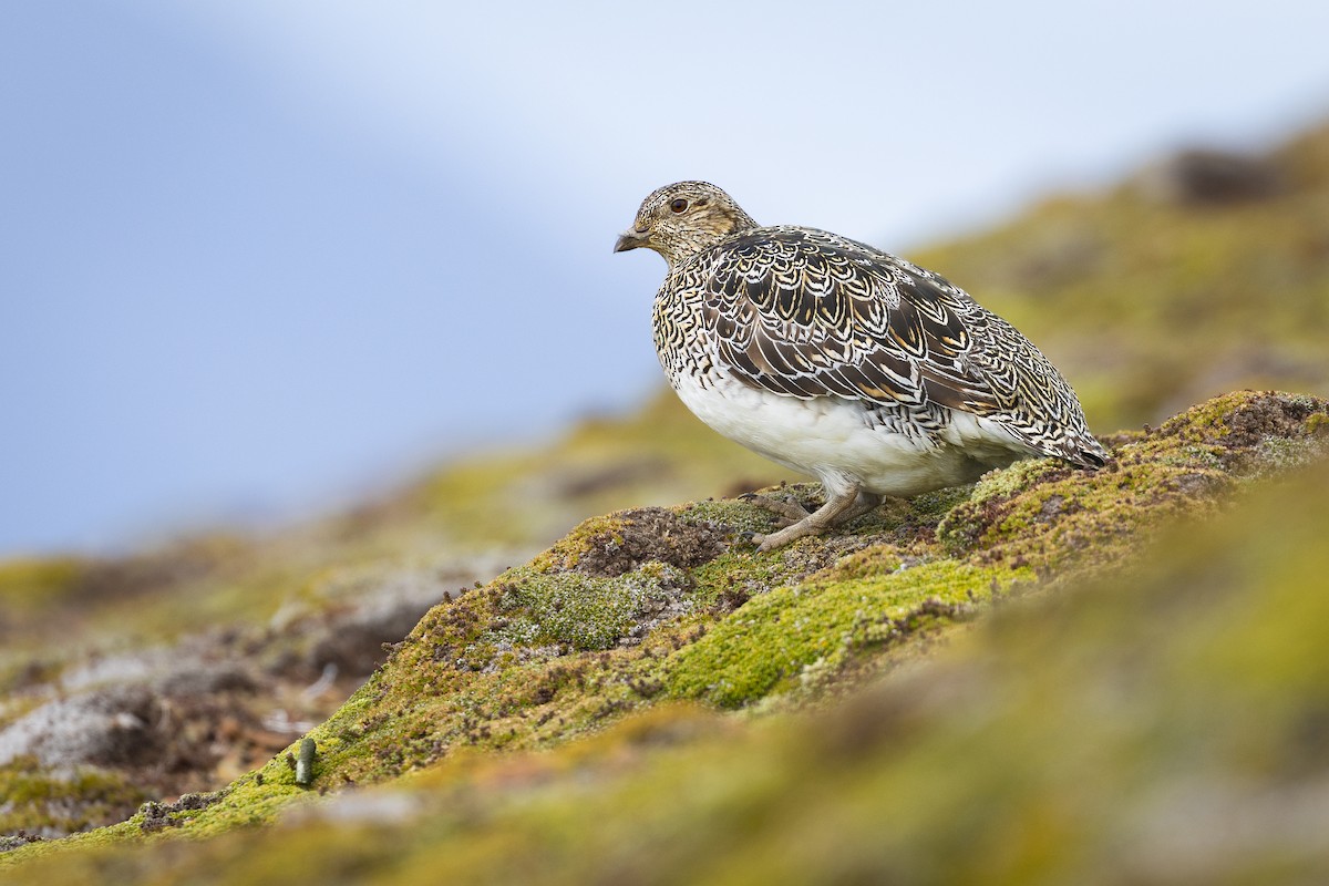 White-bellied Seedsnipe - ML631453888