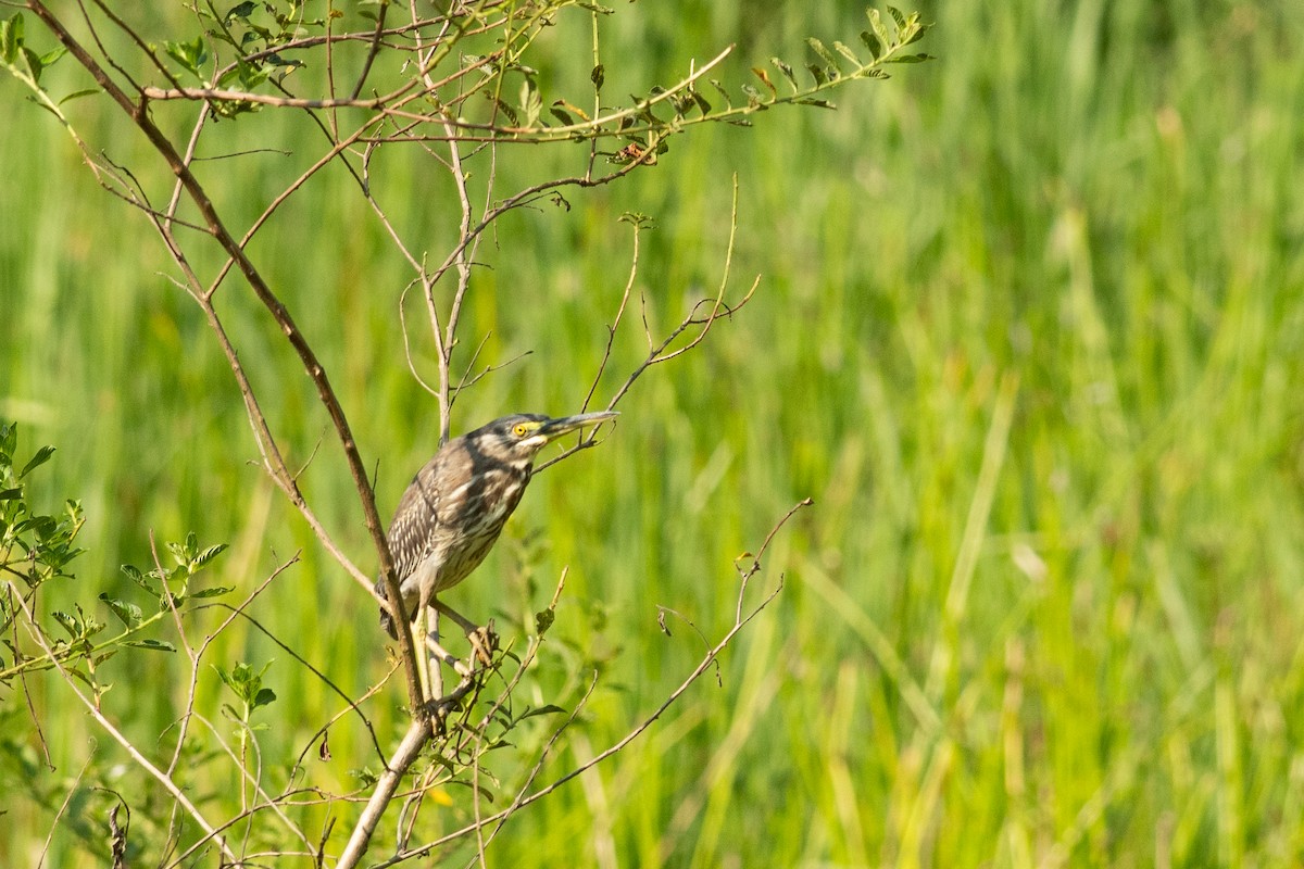 Striated Heron - ML631453933