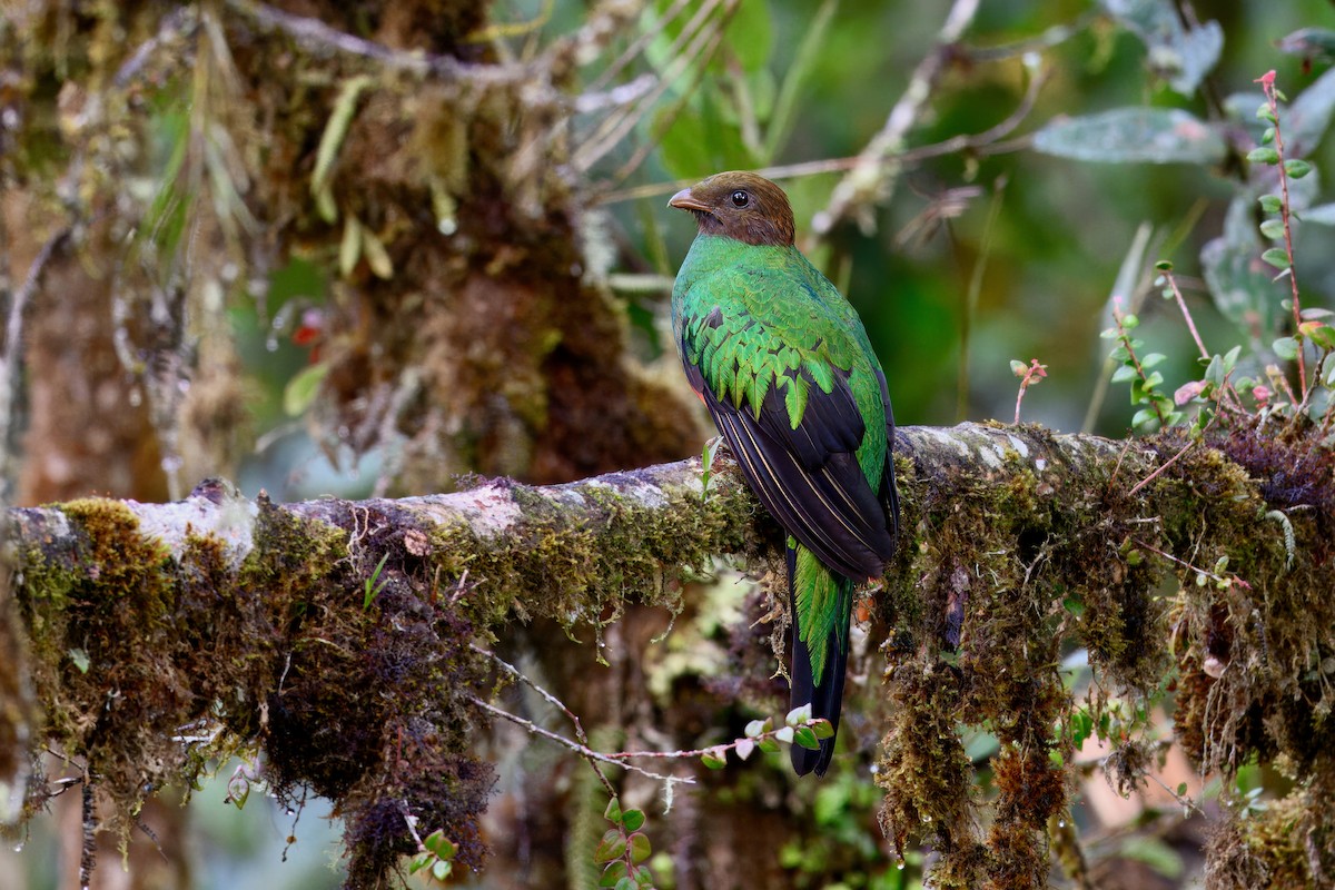 Golden-headed Quetzal - ML631453948