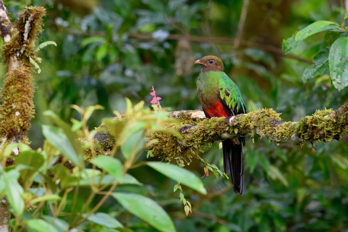 Golden-headed Quetzal - ML631453949