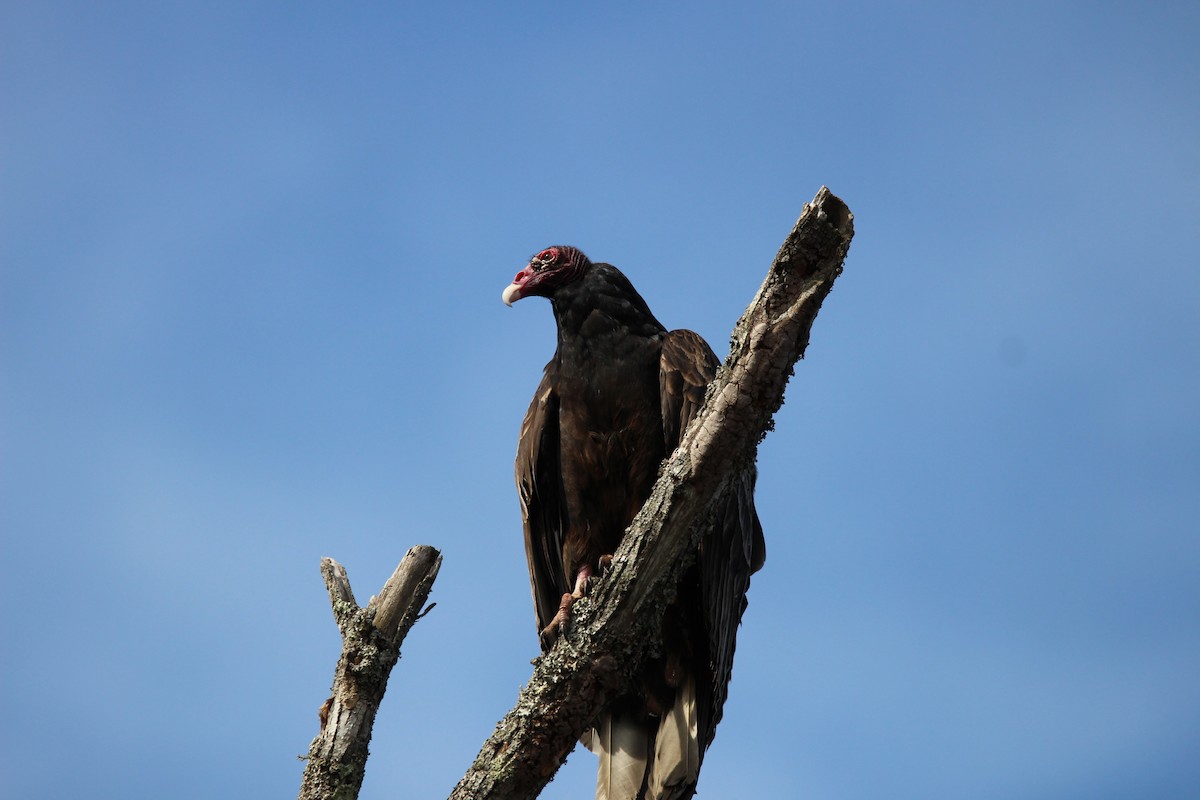 Turkey Vulture - ML631453953