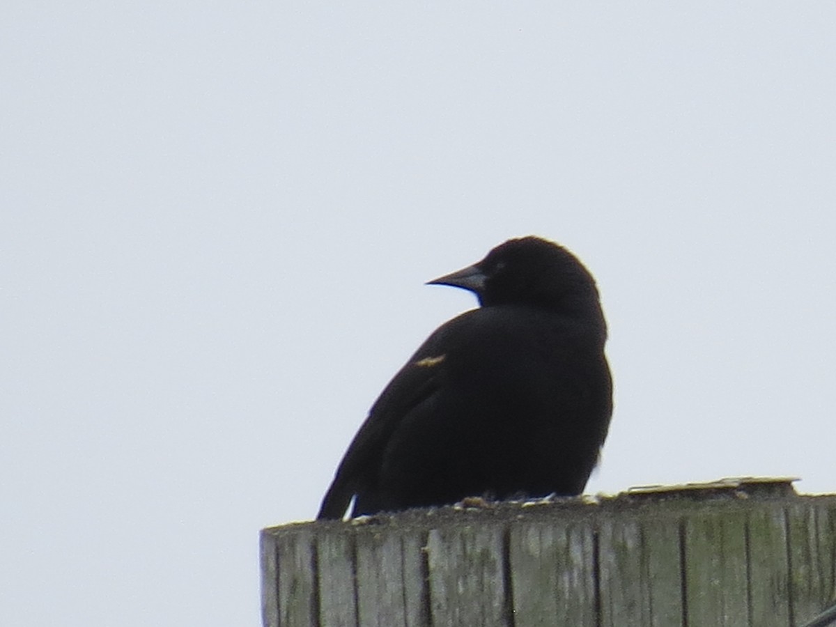 Red-winged/Tricolored Blackbird - ML631453971