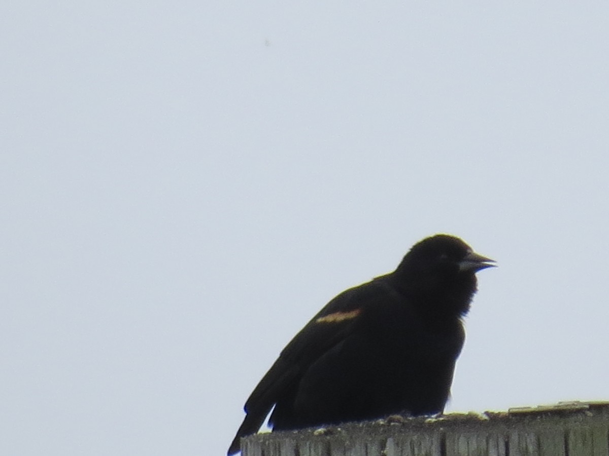 Red-winged/Tricolored Blackbird - ML631453975