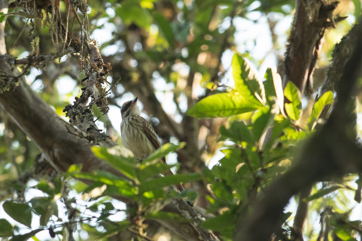 Streaked Flycatcher - ML631453978