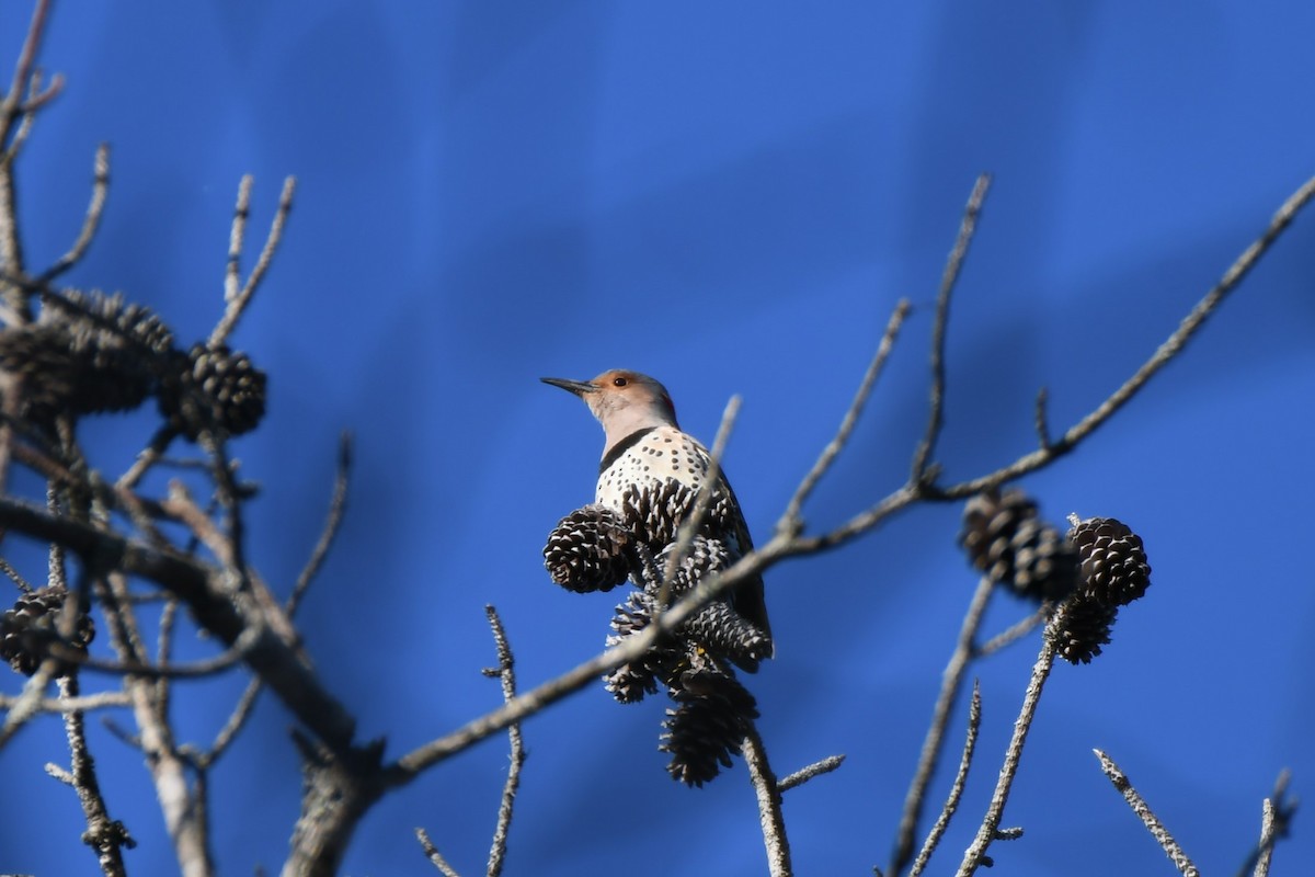 Northern Flicker - ML631453991