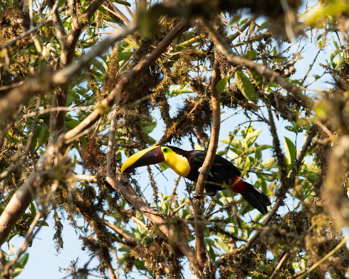Yellow-throated Toucan - ML631453993