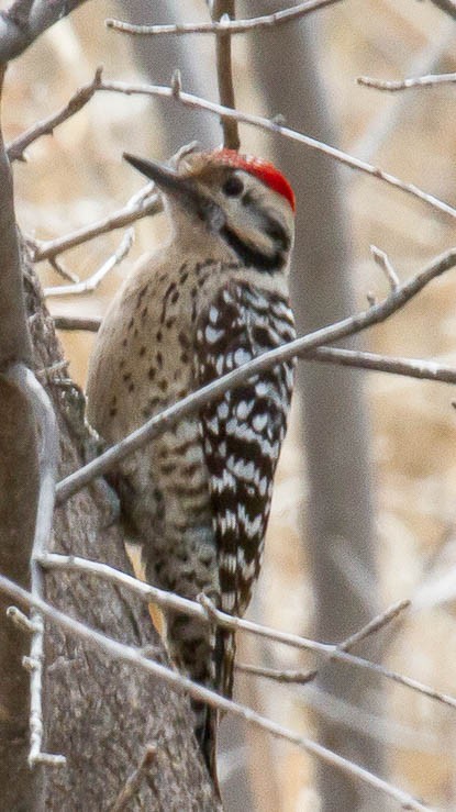 Ladder-backed Woodpecker - ML631454004