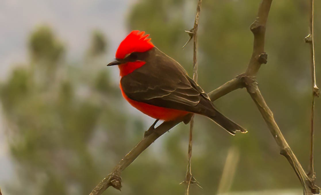 Vermilion Flycatcher - ML631454014