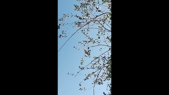 Cockatiel - ML631454024