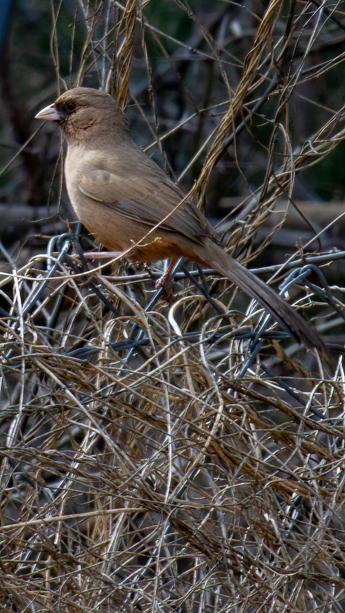 Abert's Towhee - ML631454027