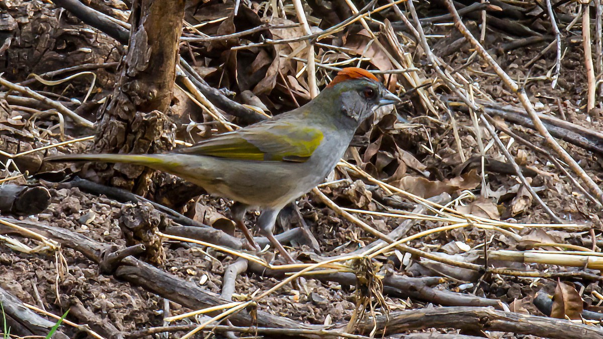 Green-tailed Towhee - ML631454033