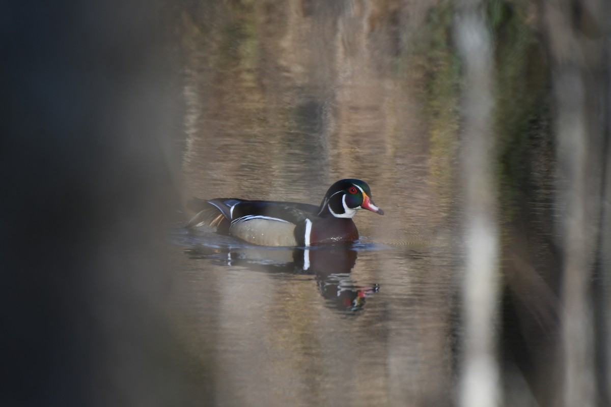 Wood Duck - ML631454040