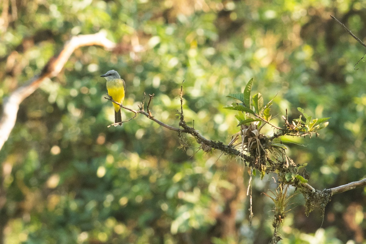 Tropical Kingbird - ML631454048