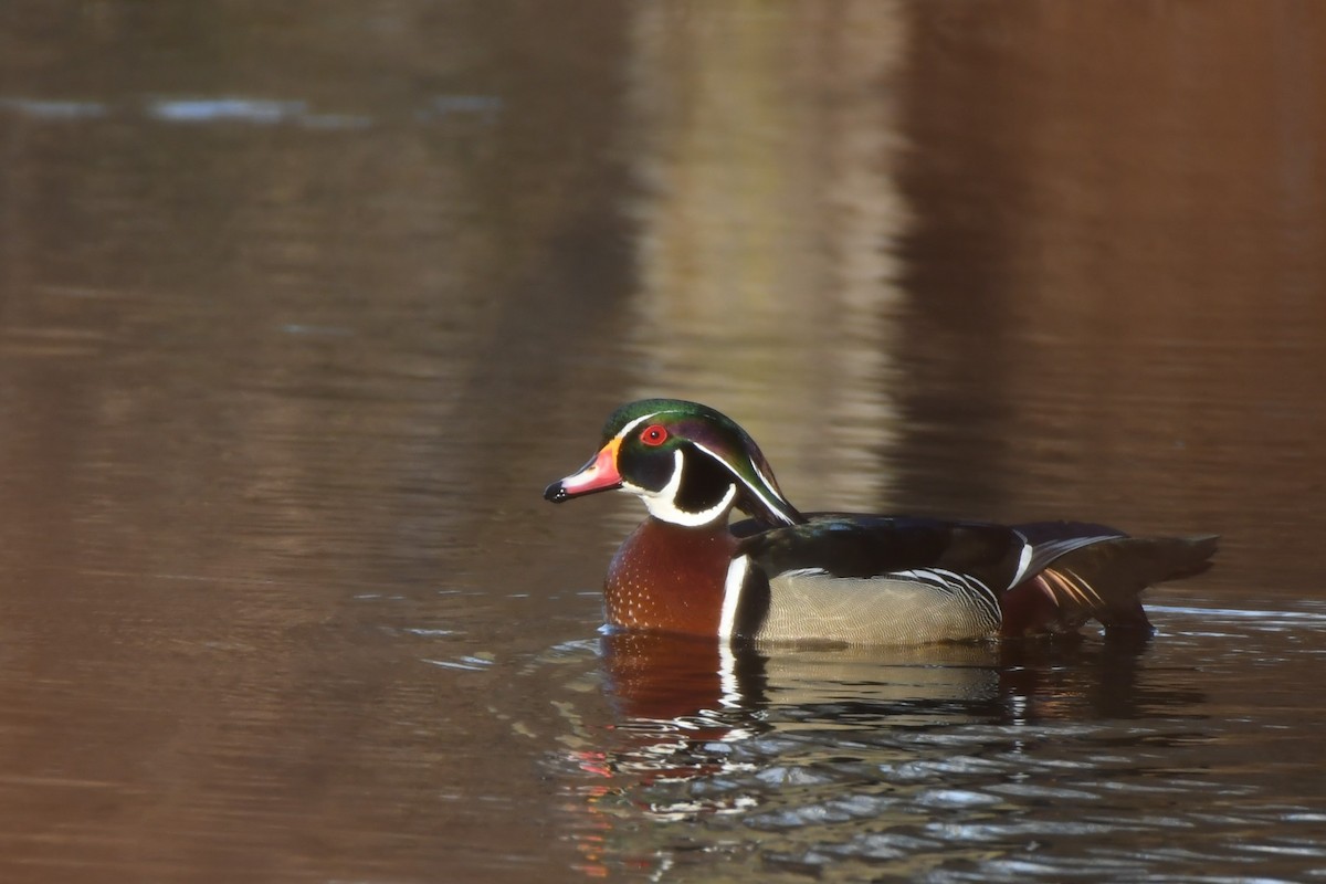 Wood Duck - ML631454082