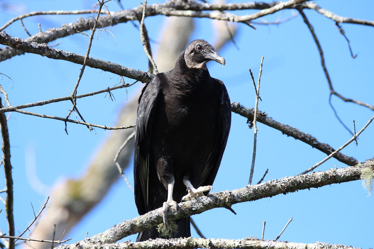 Black Vulture - ML631454098
