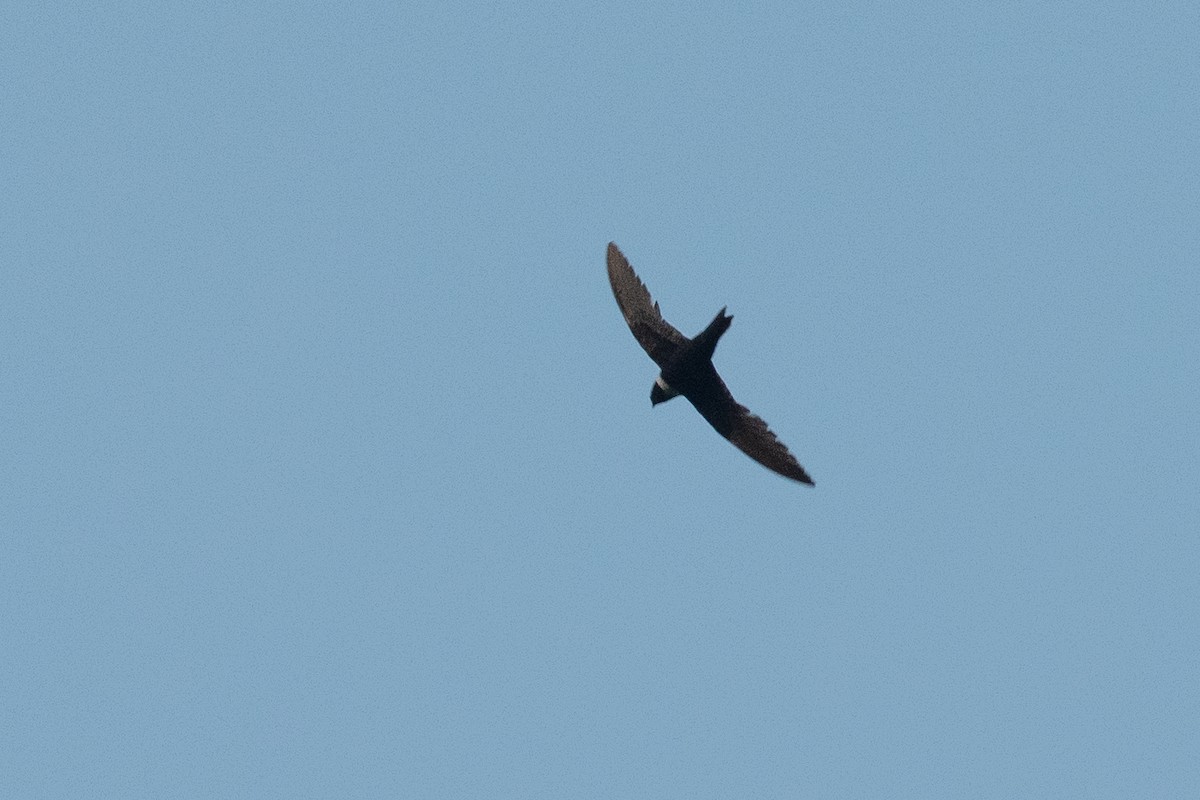 White-collared Swift - ML631454100