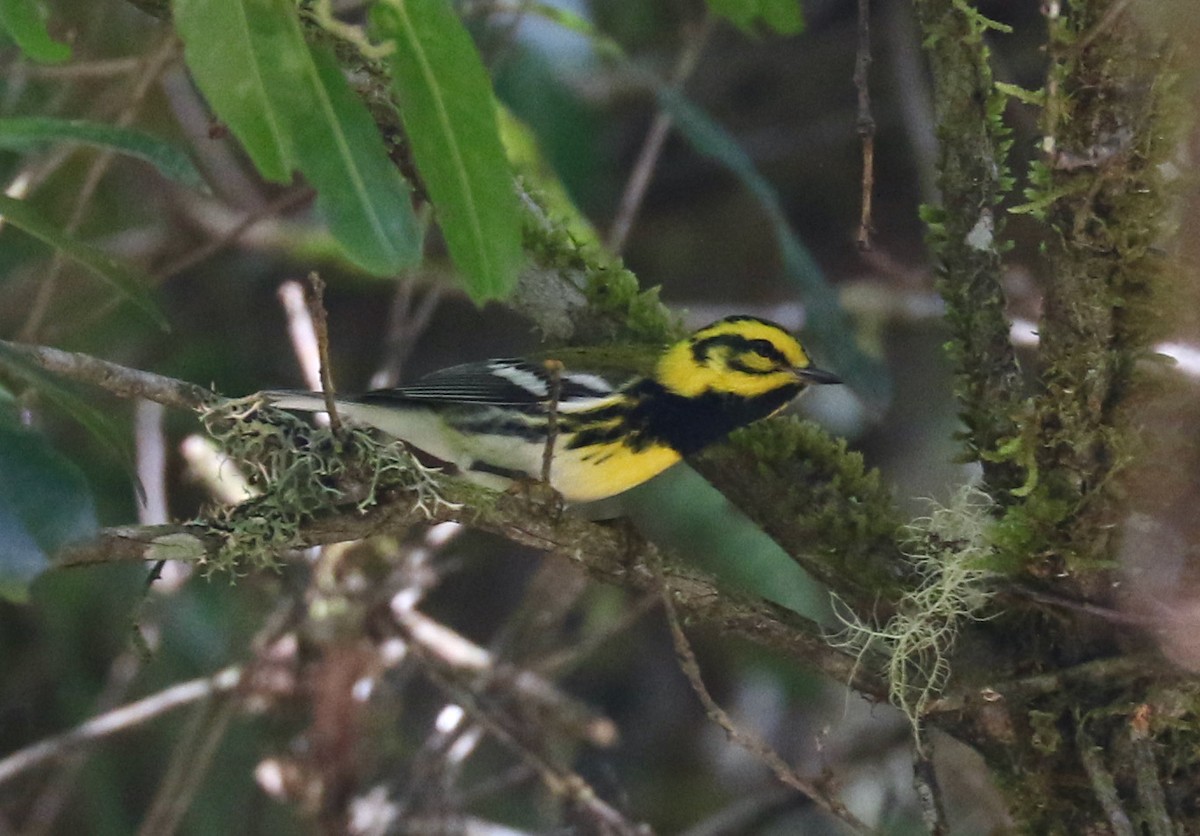 Townsend's x Black-throated Green Warbler (hybrid) - ML631454146