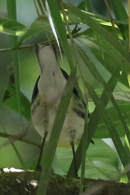 Townsend's x Black-throated Green Warbler (hybrid) - ML631454147