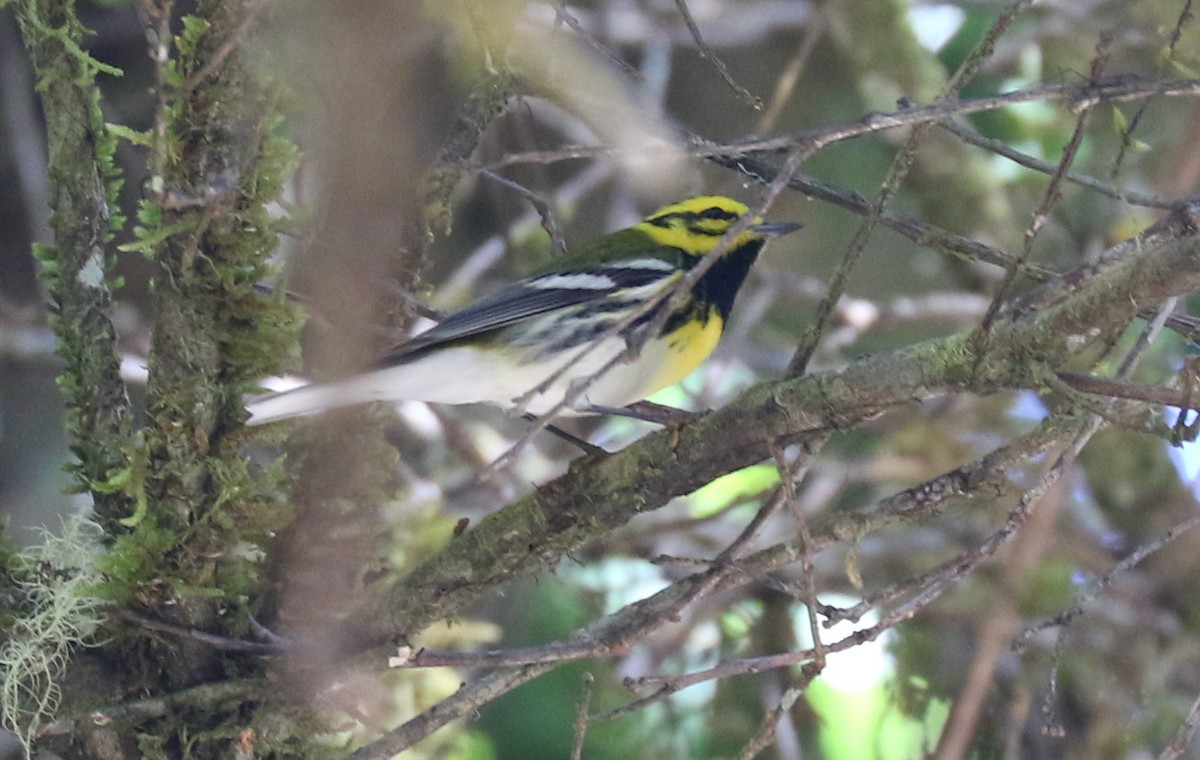 Townsend's x Black-throated Green Warbler (hybrid) - ML631454148